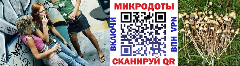купить наркоту  Мураши  Галлюциногенные грибы Cubensis 